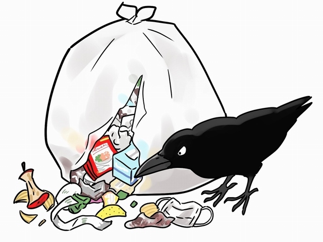 生ゴミを出すときはカラスにご注意