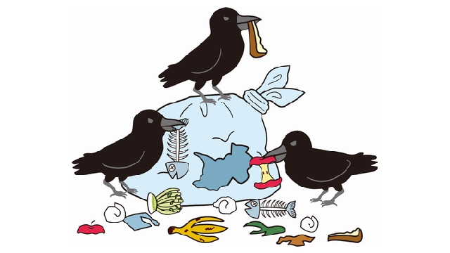 カラスがゴミを散乱